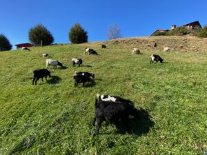 Fainting goats grazing on the hill at Smoky Hollow Resort