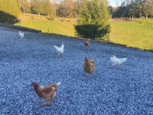 Six chickens walking in the driveway near the barn